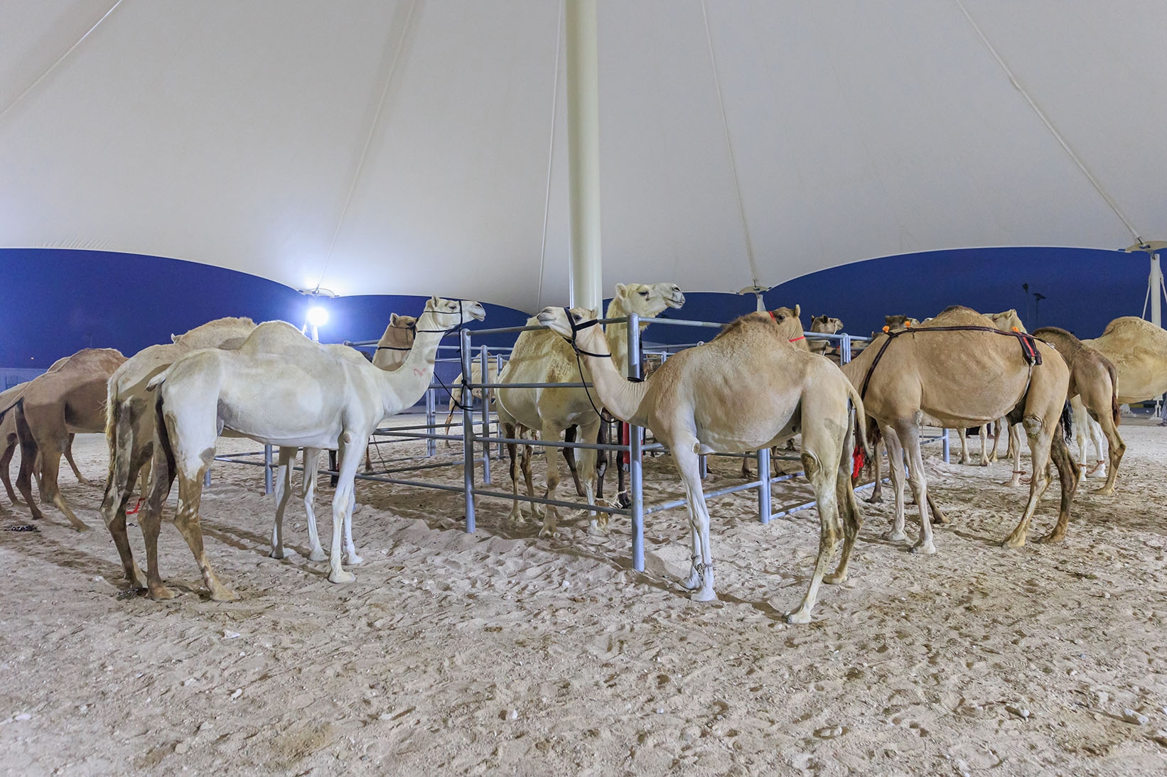 Camel Market gallery image 10