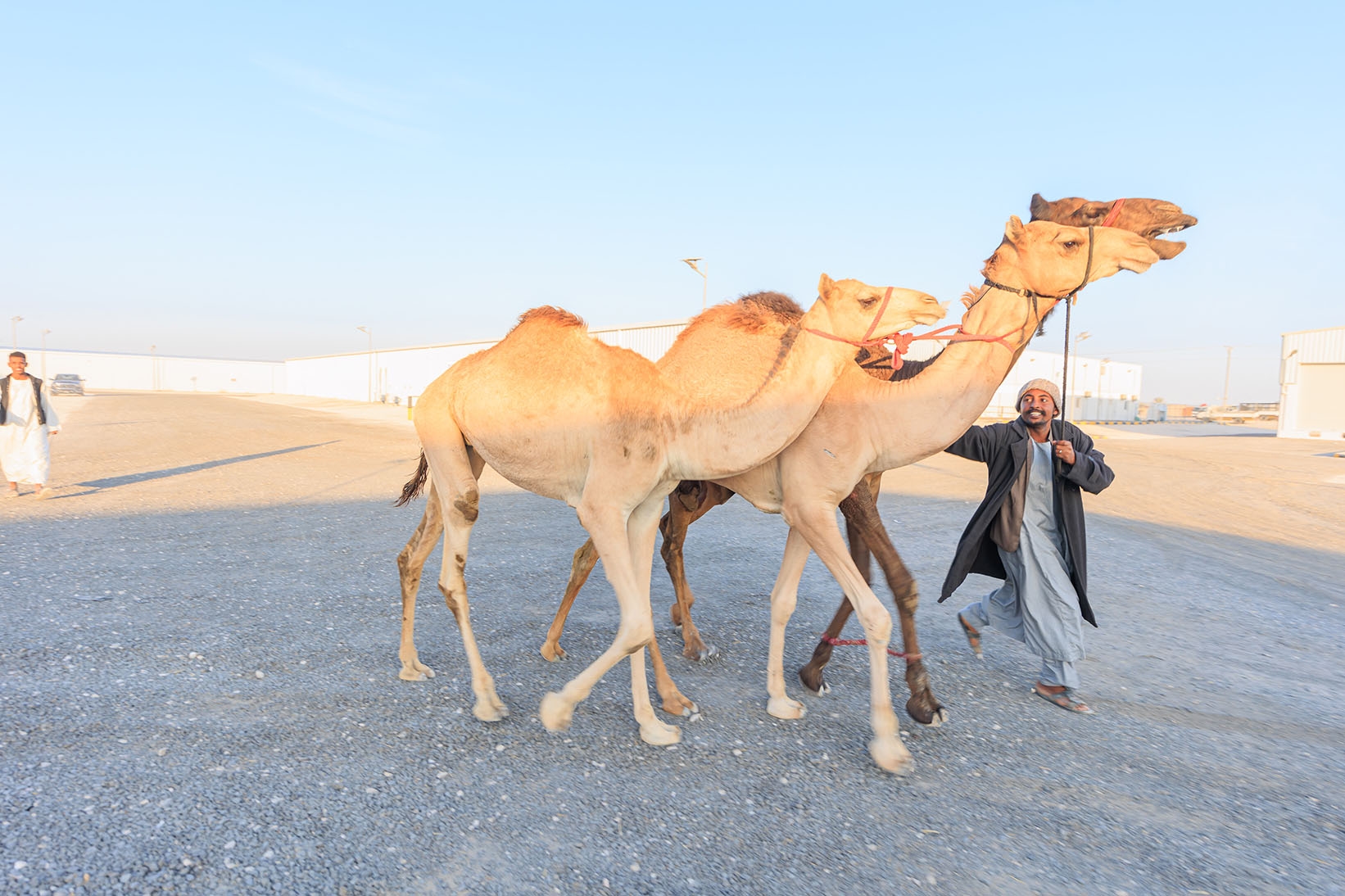 Camel Market gallery image 11