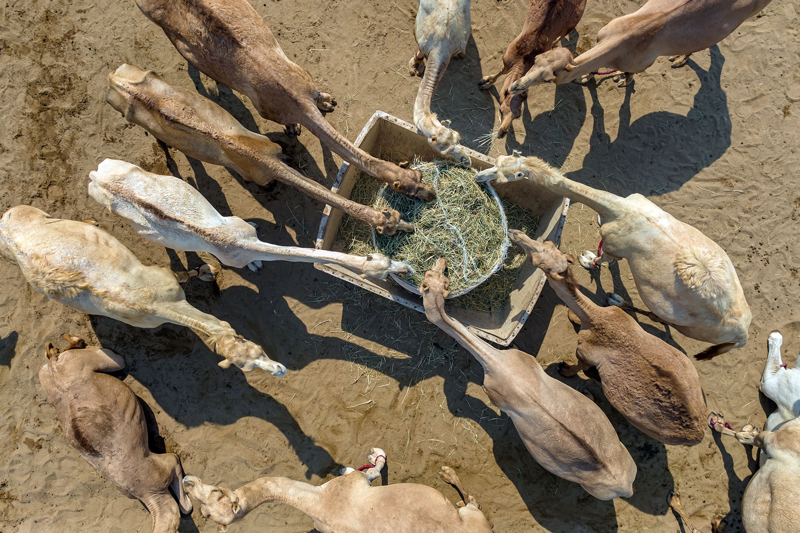 Camel Market gallery image 5