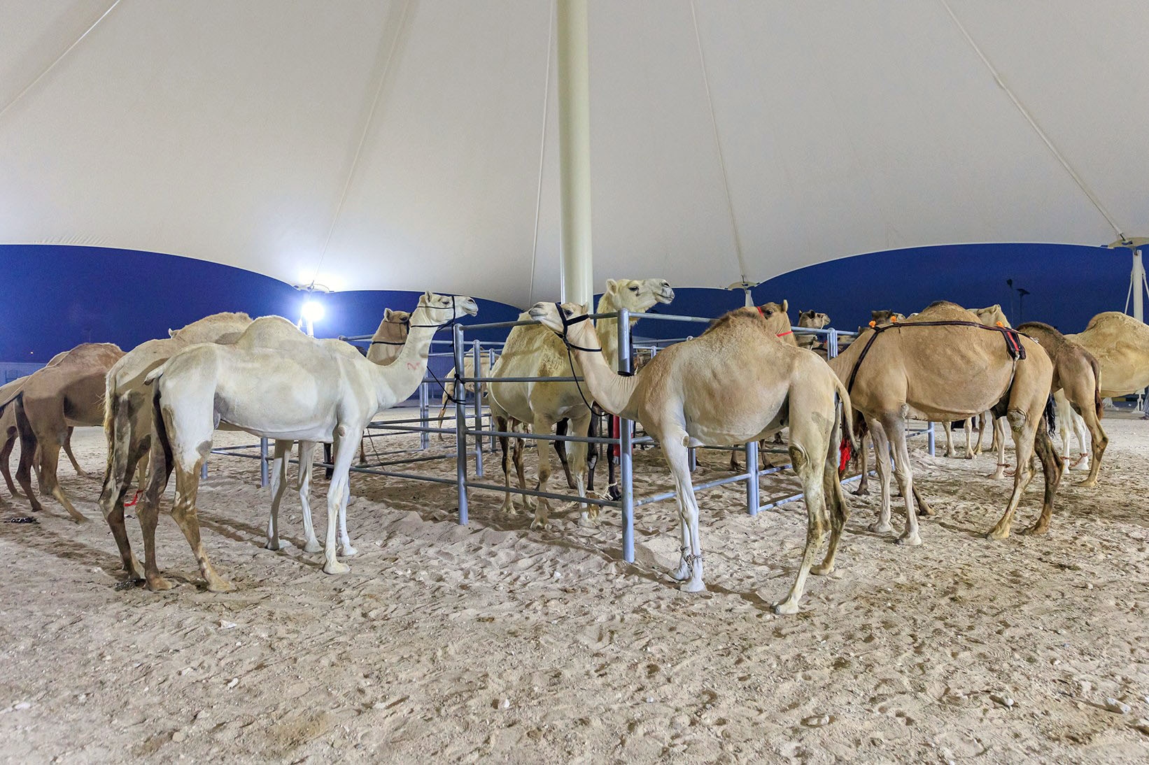 Camel Market gallery image 6