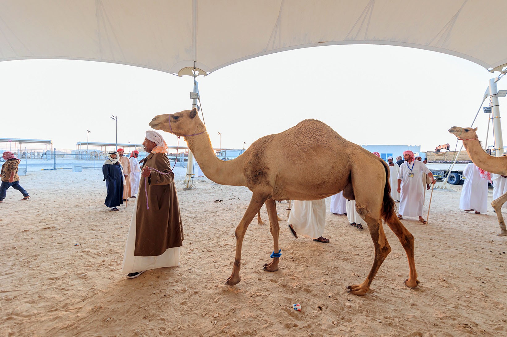 Camel Market gallery image 7