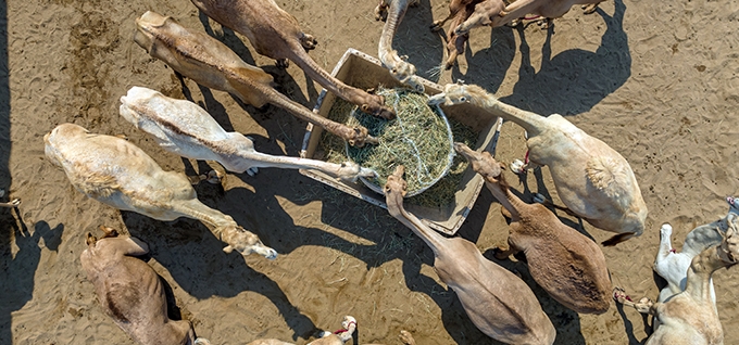 Camel Market gallery image 1