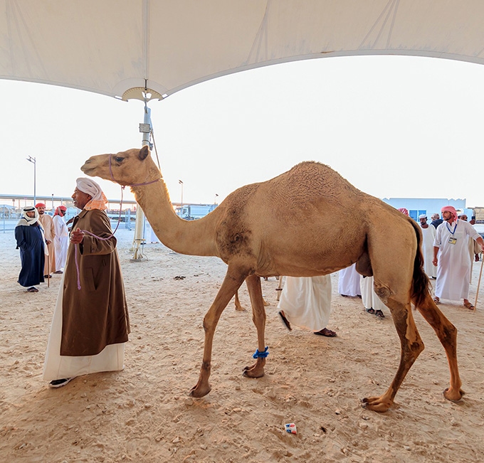 Camel Market gallery image 2